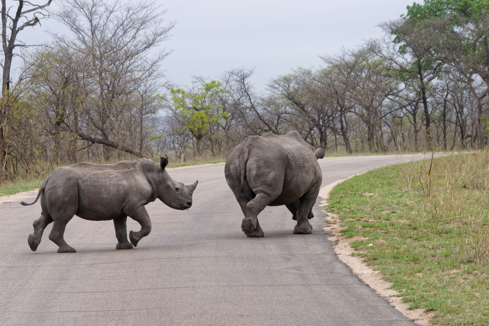 20161113 160906 Nashörner (1)
